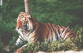 Tiger in der Tiger-Taiga...Zoo Leipzig...EPS Schäffler