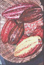 Kakao-Früchte in verschiedenen Reifestadien