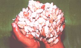 Die vom Fleisch umhüllten Kakao-Bohnen