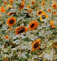 Sonnenblumenfreuden