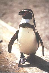 Pinguin im Zoo Leipzig
