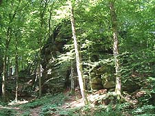 Waldbestand im Harz
