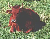 Kuh als Wiederkäuer - ruht in Kleewiese